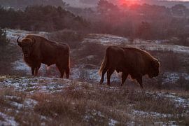 Des sages dans les dunes du Kraansvlak du Kennemerland du sud sur Jeroen Stel