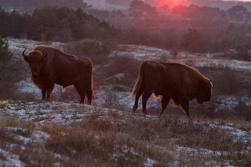 Wisents in Dünen auf der Kraansvlak von Süd-Kennemerland