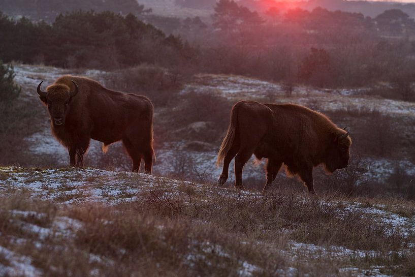 Des sages dans les dunes du Kraansvlak du Kennemerland du sud par Jeroen Stel