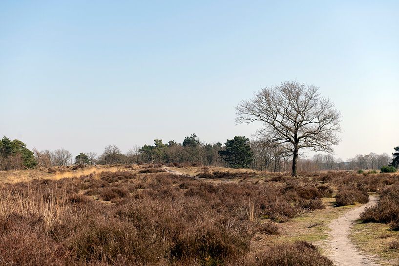 National Park Grote Peel by Richard Wareham