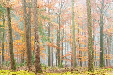 Forêt d'automne enveloppée de brume sur Francis Dost