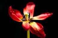 Rote Tulpe von Paul Kampman Miniaturansicht