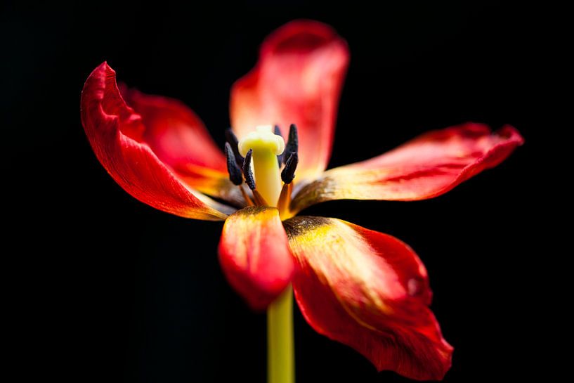 Rode Tulp van Paul Kampman