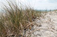 Dune life
