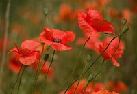 poppies