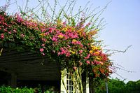 struik bloemen op dak van houten huisje