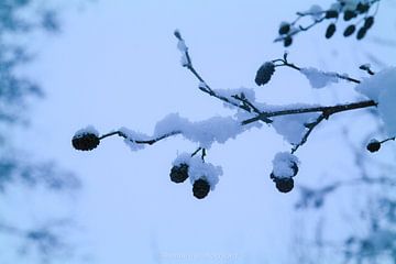 dik besneeuwde takken van Double u photography