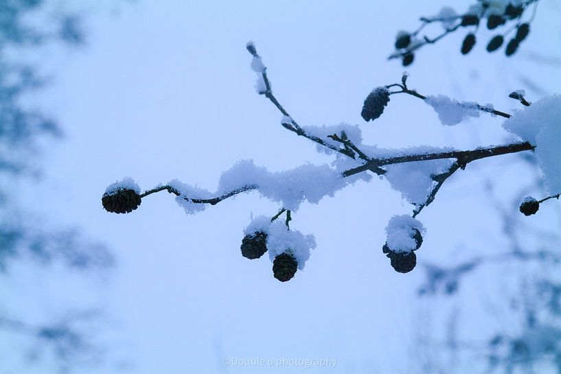 dicht verschneite Äste von Double u photography