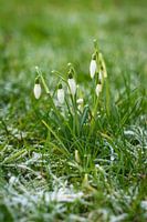 De eerste sneeuwklokjes van 2021