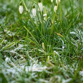 The first snowdrops of 2021 by Vincent Alkema