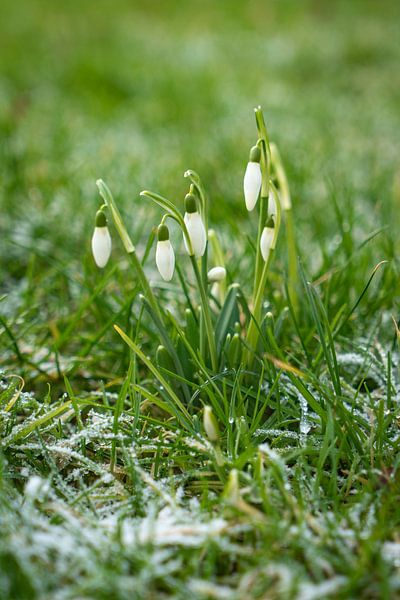 The first snowdrops of 2021 by Vincent Alkema