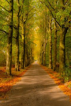 Landstraße durch einen Buchenwald an einem schönen Herbsttag