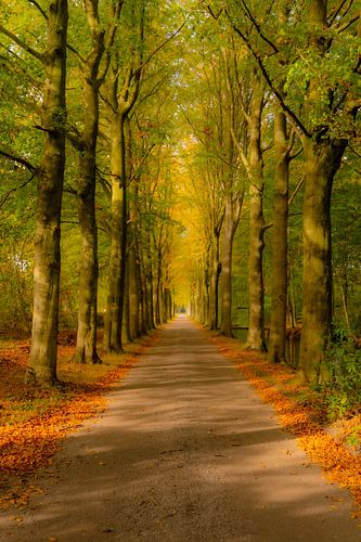 Landweg door een beukenbos tijdens een mooie herfstdag