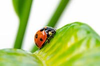 Coccinelle