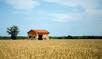 House of sunflowers