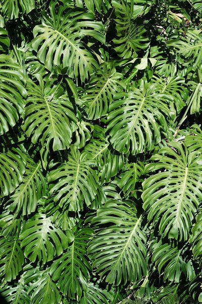 Monstera by Hello Pompoyo