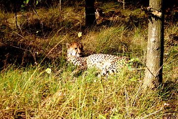 Jachtluipaard von Inge van Schaick