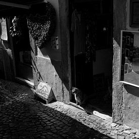 A cat sitting in a doorway | Lisbon van Goitzen van der Veen