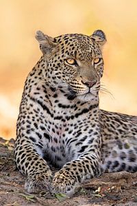 Mutter Leopard