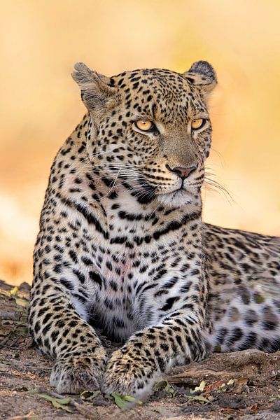 Mutter Leopard von Monique van Genderen (in2pictures.nl fotografie)