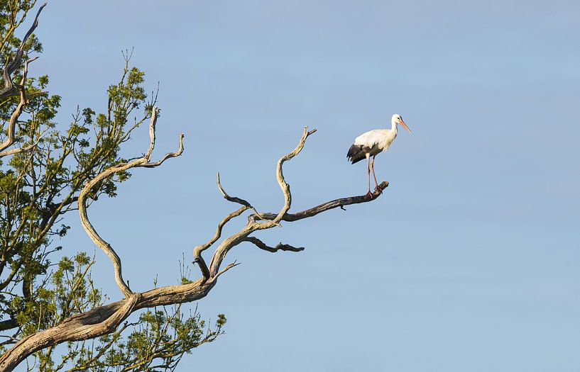 Stork sunrise Oudemolen - Drenthe (Netherlands) by Marcel Kerdijk