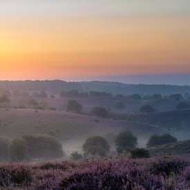 Heide bij zonsopkomst van Alvin Aarnoutse