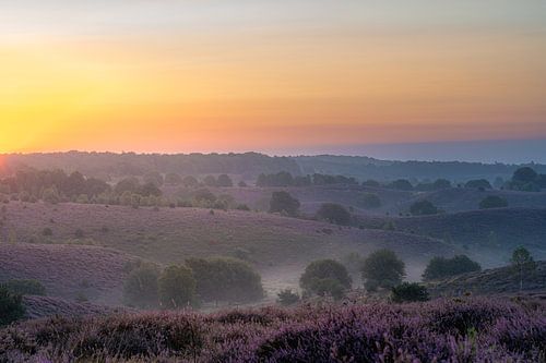 Heide bij zonsopkomst van Alvin Aarnoutse