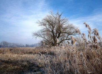 Winterlandschap met een vrijstaande boom van ManfredFotos