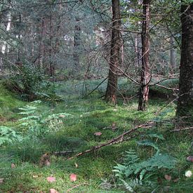 Waldboden von Laura Marienus