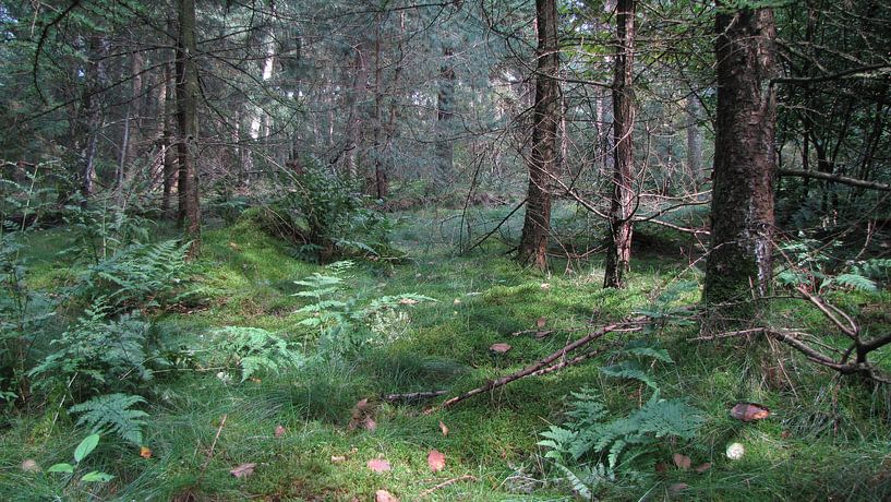 Forest ground by Laura Marienus