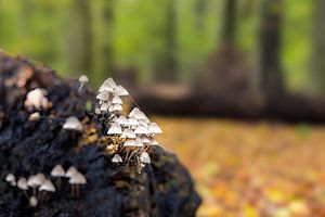 Zwerminktzwammen op een oude boomstam in het bos van Heiloo van Bram Lubbers