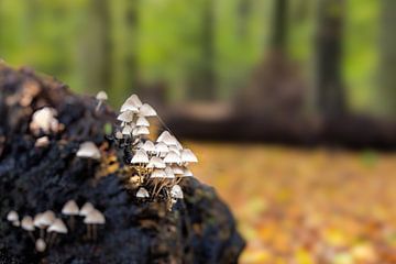 Champignon d'encre en essaim sur un vieux tronc d'arbre dans la forêt de Heiloo sur Bram Lubbers