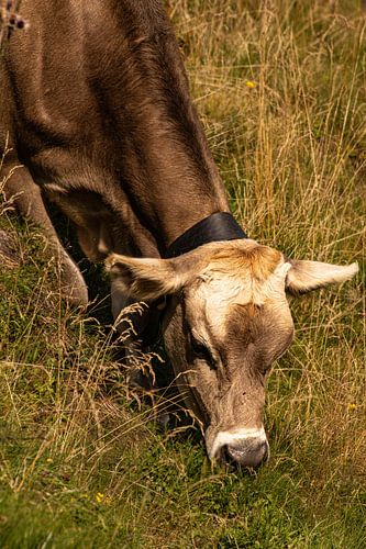 Vache des Alpes