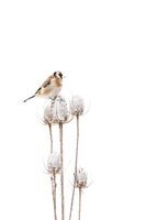 Goldfinch in the snow