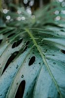 La feuille d'une plante à trous