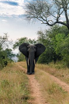 een prachtig koppig exemplaar