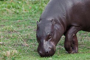 Grazen op groen gras, close-up snuit. Pygmee-nijlpaard van Michael Semenov