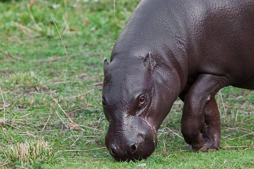 Grazen op groen gras, close-up snuit. Pygmee-nijlpaard