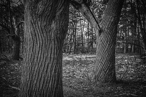 Arbres centenaires le long d'un chemin forestier