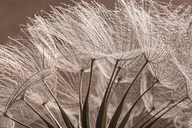 Der anmutige Morgenstern von Marjolijn van den Berg