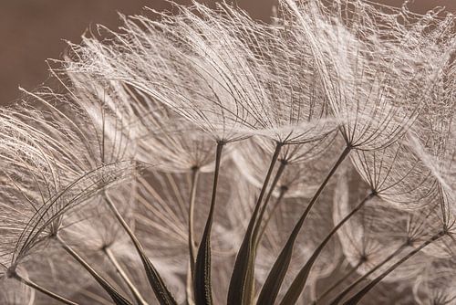 De sierlijke morgenster