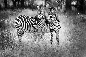 zebra Tanzania van Danny D'hulster