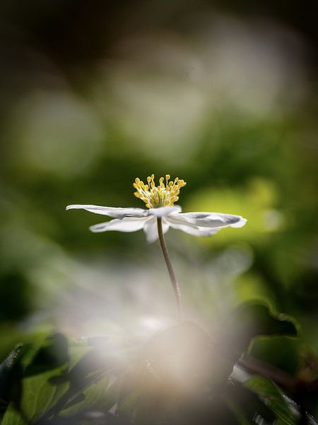Forest anemone in the Dutch spring by Karin de Jonge
