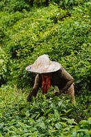 The tea picker