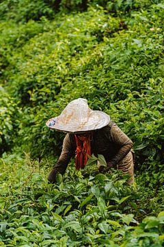 The tea picker by Jim Abbring