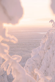 Blick auf verschneite Bäume in Lappland bei Sonnenuntergang | Reisefotografie-Druck von Kimberley Jekel | reisfotografie prints