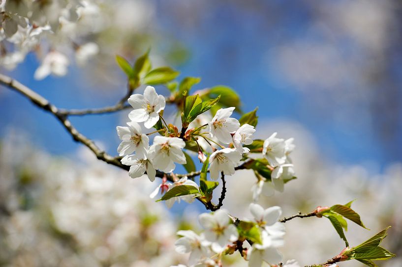 Spring Blossom by Rob Donders Beeldende kunst