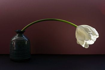 ulp in ochtendlicht – de schoonheid van vergankelijkheid