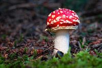 Toadstool with moss