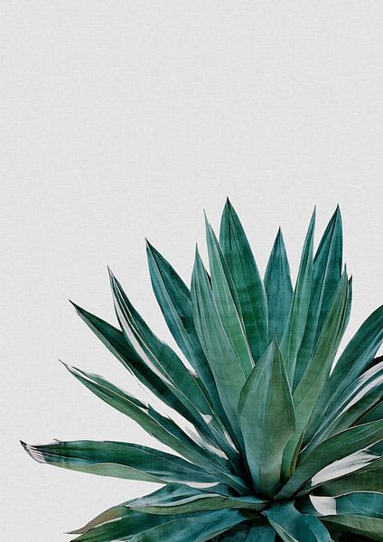 Agave Kaktus von Orara Studio